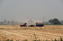 Ấn Độ: Xuất khẩu lúa mỳ đạt mức cao kỷ lục trong tháng Tư