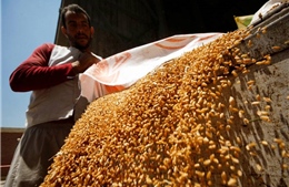 Nước nhập khẩu lúa mỳ lớn nhất thế giới áp biện pháp mạnh tay giữa khủng hoảng