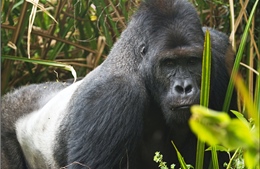 Khỉ đột Grauer tái hòa nhập tự nhiên: Hy vọng mới từ rừng Virunga