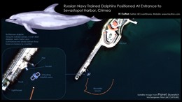 Lý do Nga triển khai cá heo được huấn luyện tại căn cứ hải quân ở Biển Đen