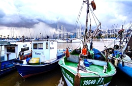 Israel chống đánh bắt cá trái phép: Bảo vệ tài nguyên và an ninh biển
