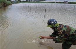 Thuỷ điện Đa Nhim xả lũ liên tục, hàng trăm ha hoa màu cho vụ Tết ngập chìm