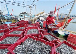 Ngư dân Quảng Ngãi liên tục trúng đậm cá cơm