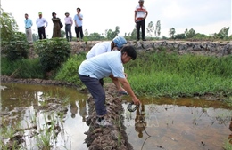 Hậu Giang: Yêu cầu lấy mẫu cát tại nơi xuất hiện nước mặn làm ảnh hưởng lúa của nông dân