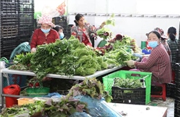 Tiền Giang trồng rau màu cho lợi nhuận đến hơn 300 triệu đồng/ha