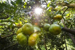 Hòa Bình chú trọng phát triển sản phẩm cây ăn quả có múi  