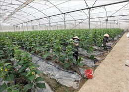 Bắc Giang phấn đấu gieo trồng khoảng 63.000 ha trong vụ mùa 2023 