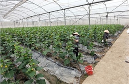 Bắc Giang khuyến khích phát triển nông nghiệp sạch, nông nghiệp hữu cơ, nông nghiệp công nghệ cao  