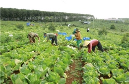 Đắk Nông phát triển kinh tế - xã hội vùng đồng bào dân tộc thiểu số