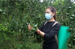 Đẩy mạnh chuyển đổi số, thúc đẩy phát triển nông nghiệp vùng cao Lào Cai