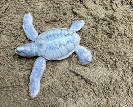Rùa biển bạch tạng &#39;hiếm có&#39; vừa chào đời tại Côn Đảo