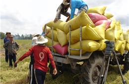 Nhiều tín hiệu vui cho xuất khẩu gạo trong các tháng cuối năm