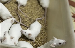 Khám phá nơi nuôi dưỡng những chú chuột thí nghiệm