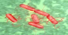 Vi khuẩn Salmonella gây ngộ độc thực phẩm nguy hiểm thế nào?