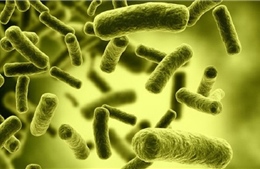 Điều tra, tìm nguyên nhân các trường hợp ngộ độc cá ủ chua tại Đà Nẵng