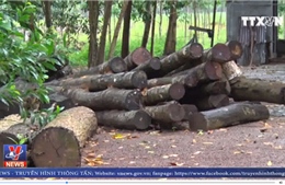 Làm rõ trách nhiệm vụ phá rừng tại Bình Phước