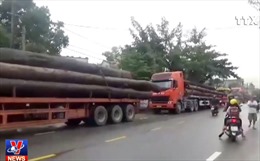 Quảng Nam bắt 4 xe container chở hàng chục cây gỗ lớn