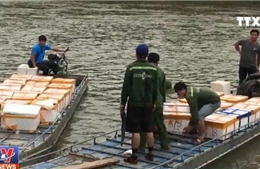 Bắt giữ trên 1 tấn cá đối đông lạnh nhập lậu từ Trung Quốc