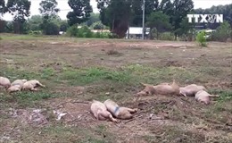 Bình Phước: Xác lợn chết vương vãi gần Quốc lộ 14