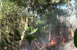 Khống chế cháy rừng dưới đường dây 500KV