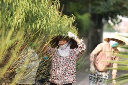 Người dân làng đào Nhật Tân tất bật tuốt lá, chuẩn bị cho Tết Nguyên đán