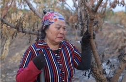 Hàng trăm cây ăn quả ở Hưng Yên bị đốt cháy rụi chưa rõ nguyên nhân