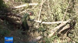 Bắt quả tang 3 đối tượng phá rừng ở Đà Lạt