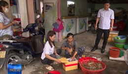 Không có chuyện tôm hùm ở Phú Yên giảm giá chỉ 200-300.000 đồng/kg