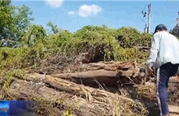 Nghịch lý hơn 8.000 m3 khối gỗ rừng nằm chờ mục nát