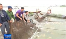 Xác định nguyên nhân hơn 100 tấn cá lồng chết trên sông Thái Bình