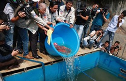 Cá Koi Nhật Bản &#39;tung tăng&#39; trong nước sông Tô Lịch và Hồ Tây đã qua xử lý