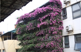 Ngôi nhà 5 tầng mát rượi giữa mùa hè bởi phủ kín hoa giấy