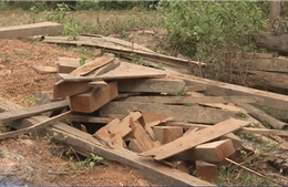 Vi phạm về bảo vệ rừng ở Lào Cai có chiều hướng gia tăng