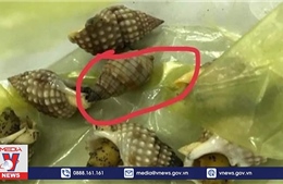 Khánh Hòa: Nhiều trường hợp bị ngộ độc nặng do ăn ốc biển lạ