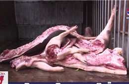 Bắt giữ và tiêu hủy hơn 1 tấn lợn nhiễm dịch bệnh tả lợn châu Phi