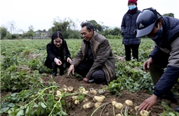 Nông dân Nam Định thu nhập hàng trăm triệu nhờ giống khoai tây mới