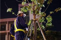 Hà Nội: Đánh chuyển toàn bộ cây phong lá đỏ trên đường Nguyễn Chí Thanh và Trần Duy Hưng trong đêm