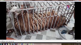 Điều tra &#39;điểm nóng&#39; nuôi nhốt hổ tại huyện Yên Thành (Nghệ An)