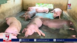 Nghịch lý giá thịt lợn mùa dịch