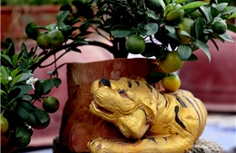Hổ vàng ôm quất bonsai hút khách chơi Tết sớm