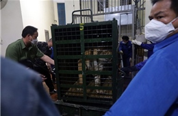 Vườn thú Hà Nội tiếp nhận 8 con hổ được giải cứu ở Nghệ An