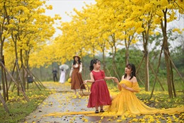 Đổ xô chụp ảnh ở đường hoa phong linh vàng óng ở Hà Nội