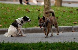 Hãi hùng chó to thả rông không rọ mõm gây nguy hiểm nơi công cộng