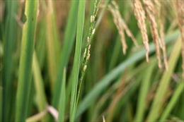 Lúa cỏ gây thiệt hại lớn tại Nam Định