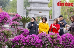 Mê Linh sẵn sàng cho Festival hoa 2022