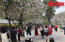 Người dân Thủ đô đổ xô chụp ảnh mùa hoa ban