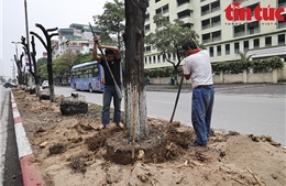 Hà Nội: Dịch chuyển cây xanh trên phố Kim Đồng để thi công hầm chui