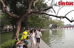 Cận cảnh 3 cây sưa quý chết khô bên hồ Hoàn Kiếm gây nguy hiểm cho người dân