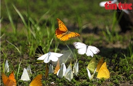 Đến Cúc Phương ngắm hàng vạn con bươm bướm bay rợp trời