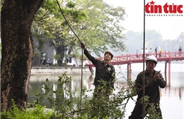 Hà Nội chặt hạ 3 cây sưa đỏ chết khô bên hồ Hoàn Kiếm